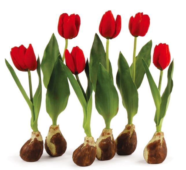 Red Standing Tulips With Bulbs