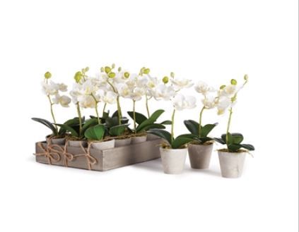 Mini Orchids 9" Potted