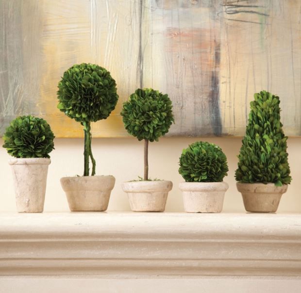 Small Boxwood Topiaries