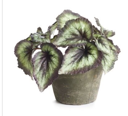 Begonia Potted
