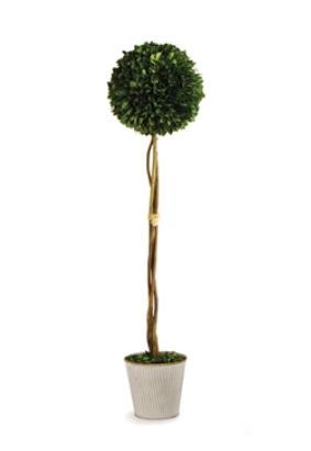 Boxwood in Galvonized Urn 26"