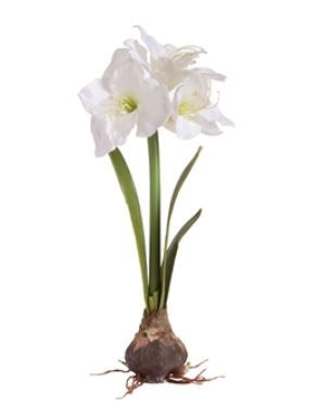 Amaryllis with Bulb