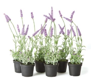 French Lavender 13"