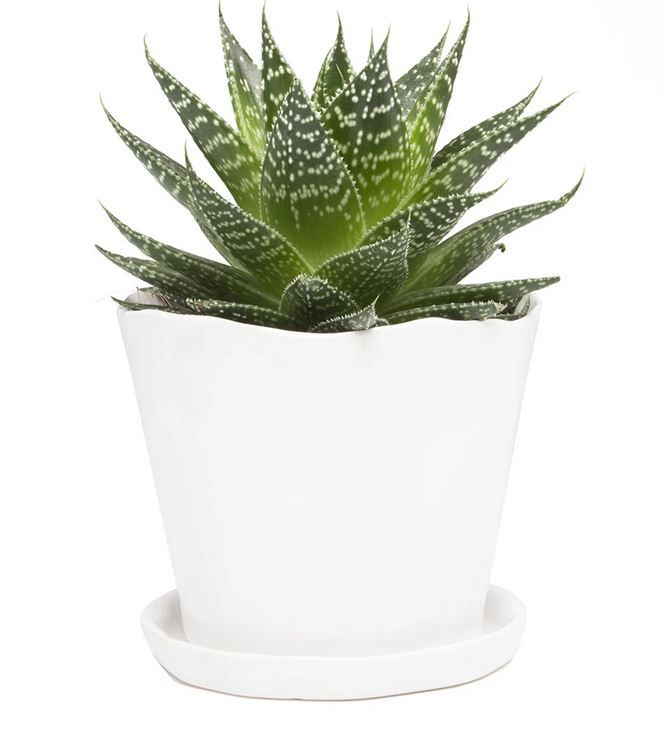 Tika Pot