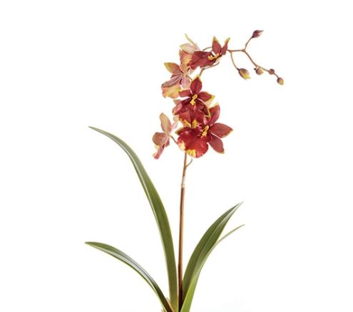 DANCING ORCHID 15" 