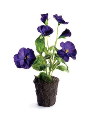 Pansy Drop-in