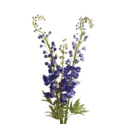 Delphinium Drop-In