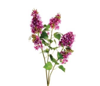 Garden Lilac Branch