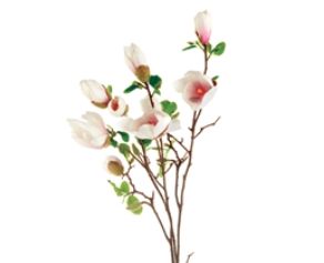 Japanese Magnolia