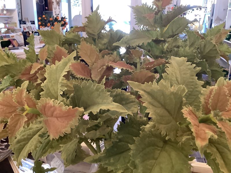 Coleus Stem