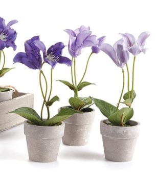 Mini Clematis