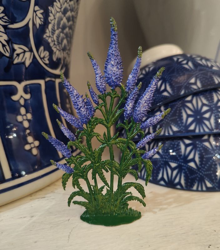 Purple Speedwell