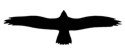 Eagle Stencil #1