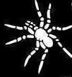 Spider Stencil #1
