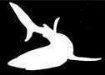 Swimming Shark Silhouette Stencil #5