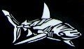 Hovering Shark Stencil #6