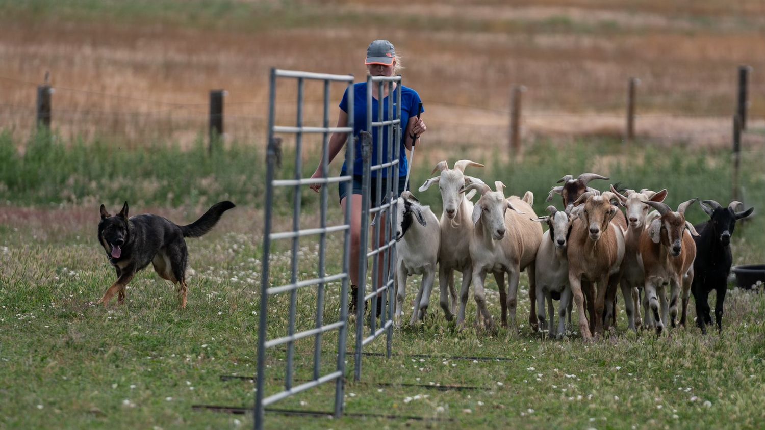Single Dog Entry: CDHA AKC LICENSED HERDING TESTS AND TRIAL September 25 - 27, 2025