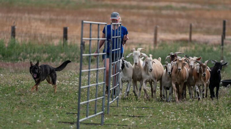 Single Dog Entry: CDHA AKC LICENSED HERDING TESTS AND TRIAL September 25 - 27, 2025
