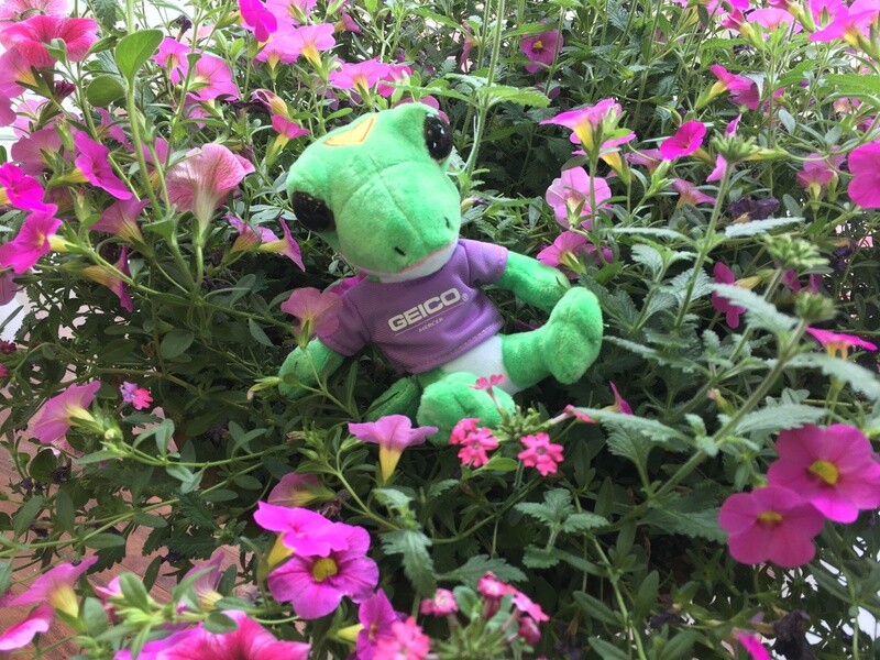 FREE Geico plush.  Just stop by and we will have one for you!  Compliments of Geico Mercer.  Maureen and Chris Cline Owners.