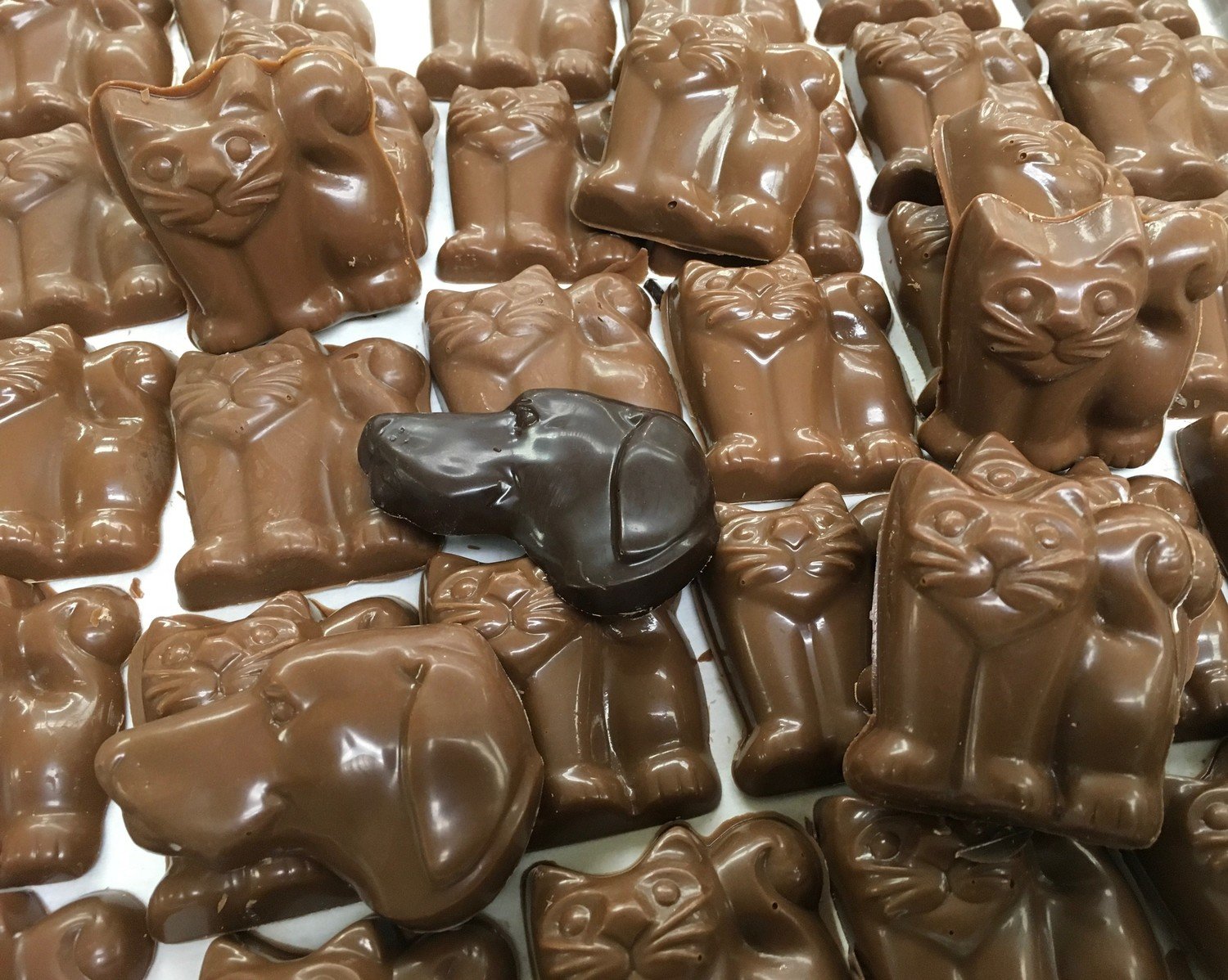 Dogs and Cats Solid Chocolates Milk and Dark Assorted
