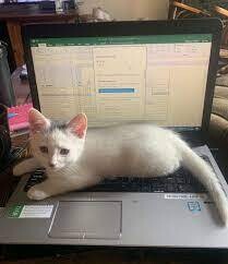 Future Veterinarian Virtual Internship Future Veterinarian Virtual Internship