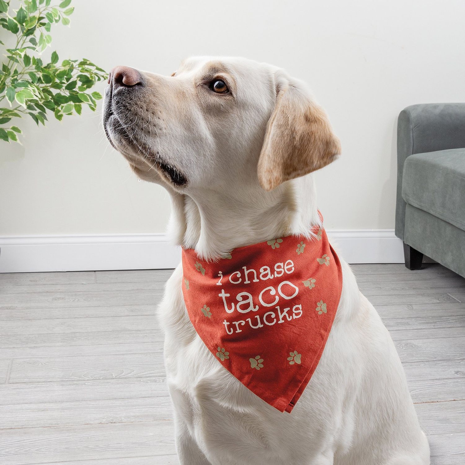 Sleep Bark Primitives by Kathy Reversible Pet Bandana