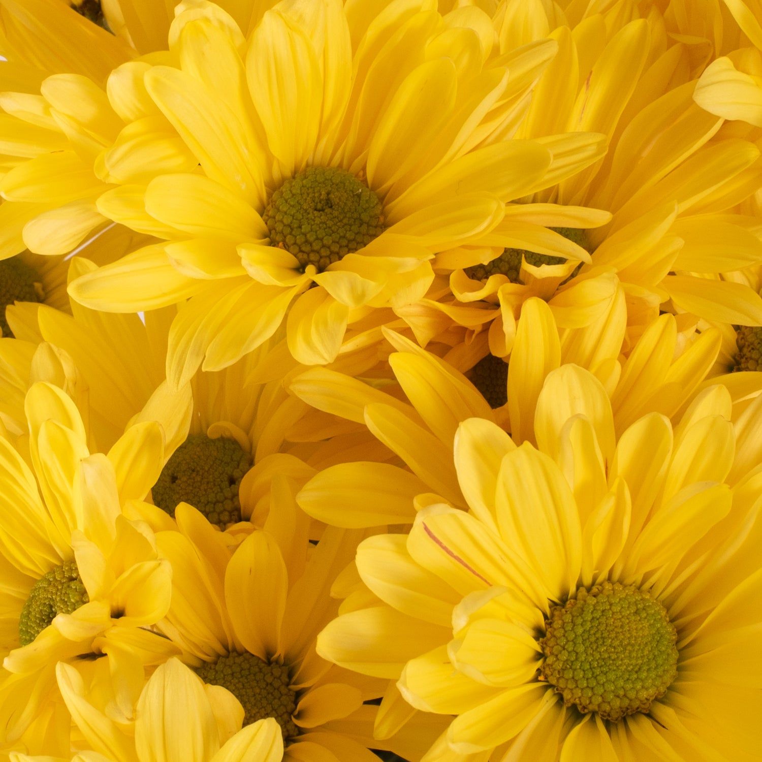 medium yellow daisy