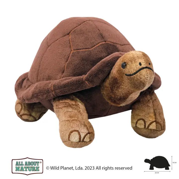 Wild Beans Tortoise 4.5