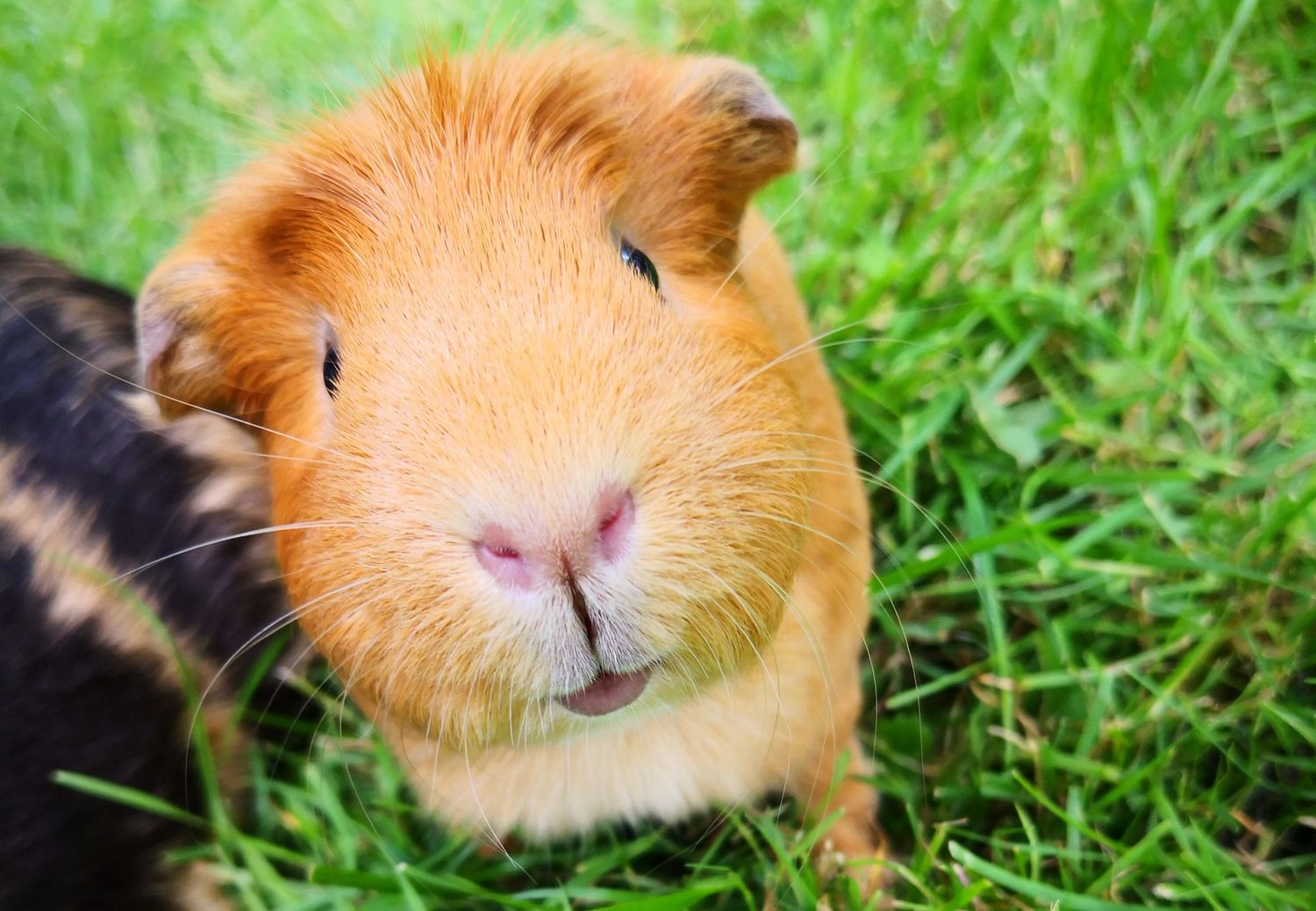 Wild Beans Guinea Pig 4