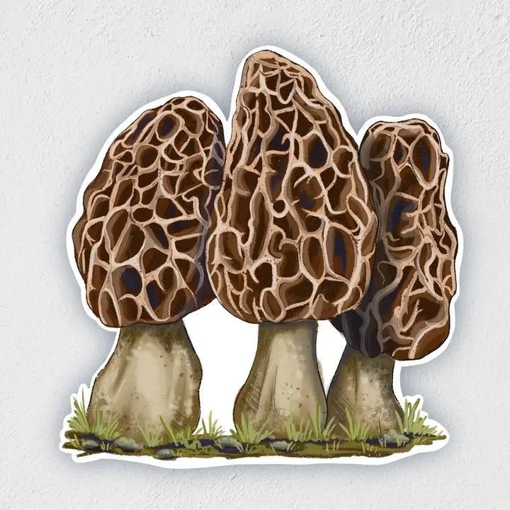 Morel Mushroom Sticker | Waterproof | Hand-Drawn