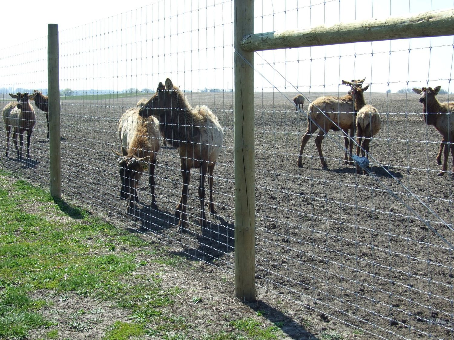 Stay-Tuff 20-96-6 x 330' Fixed Knot Woven Wire