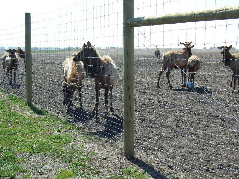 Stay-Tuff 20-96-6 x 330' Fixed Knot Woven Wire