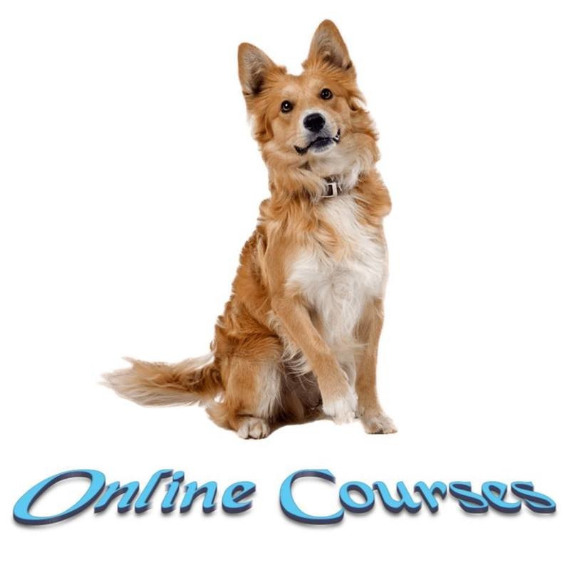 Online Courses