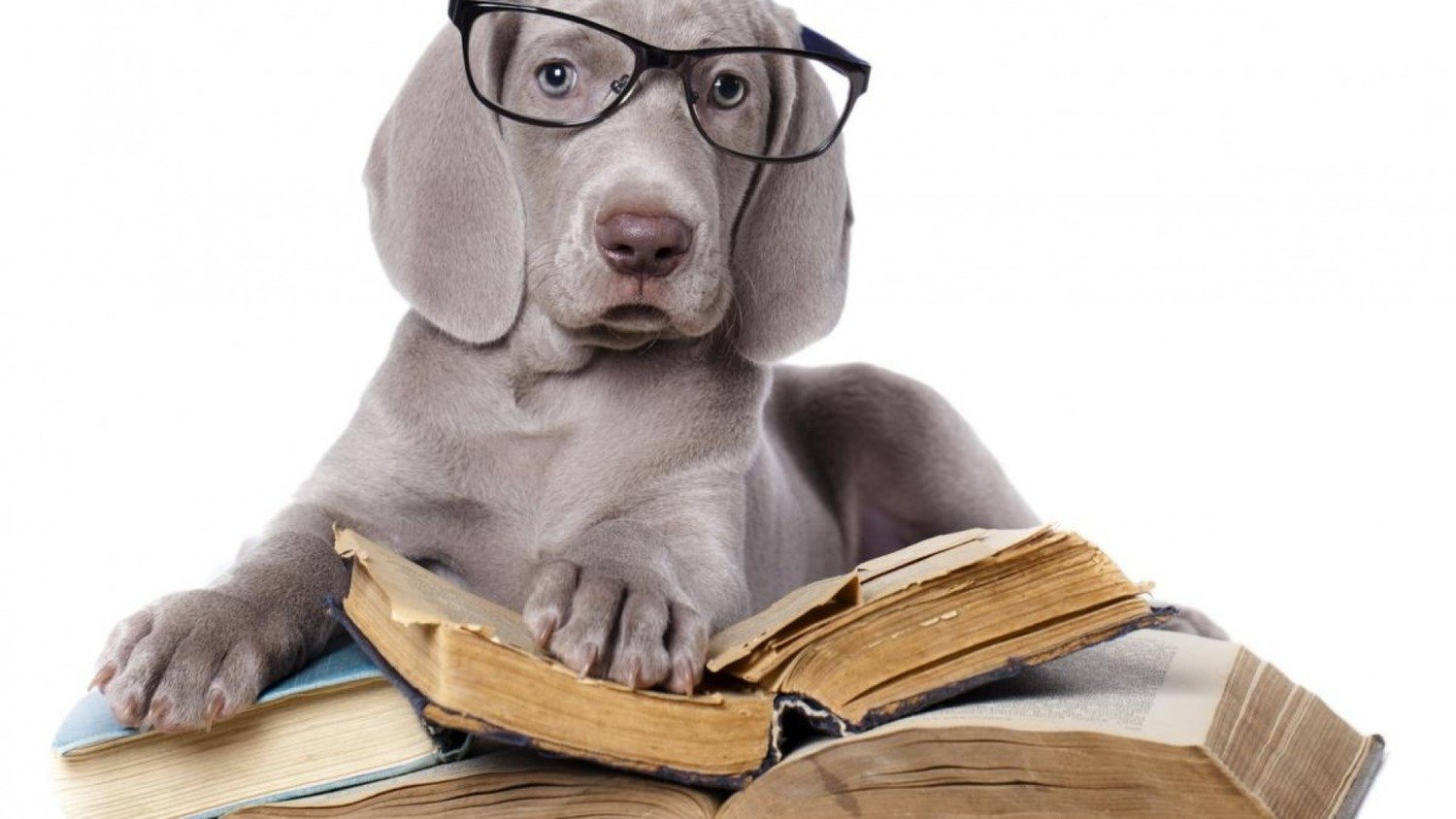 SALE - ONLINE COURSE-COMPLETE GUIDE TO NATURAL HEALTH AND HOMEMADE DIET FOR DOGS