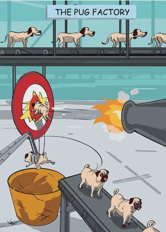 Pug Factory-Funny Birthday Card