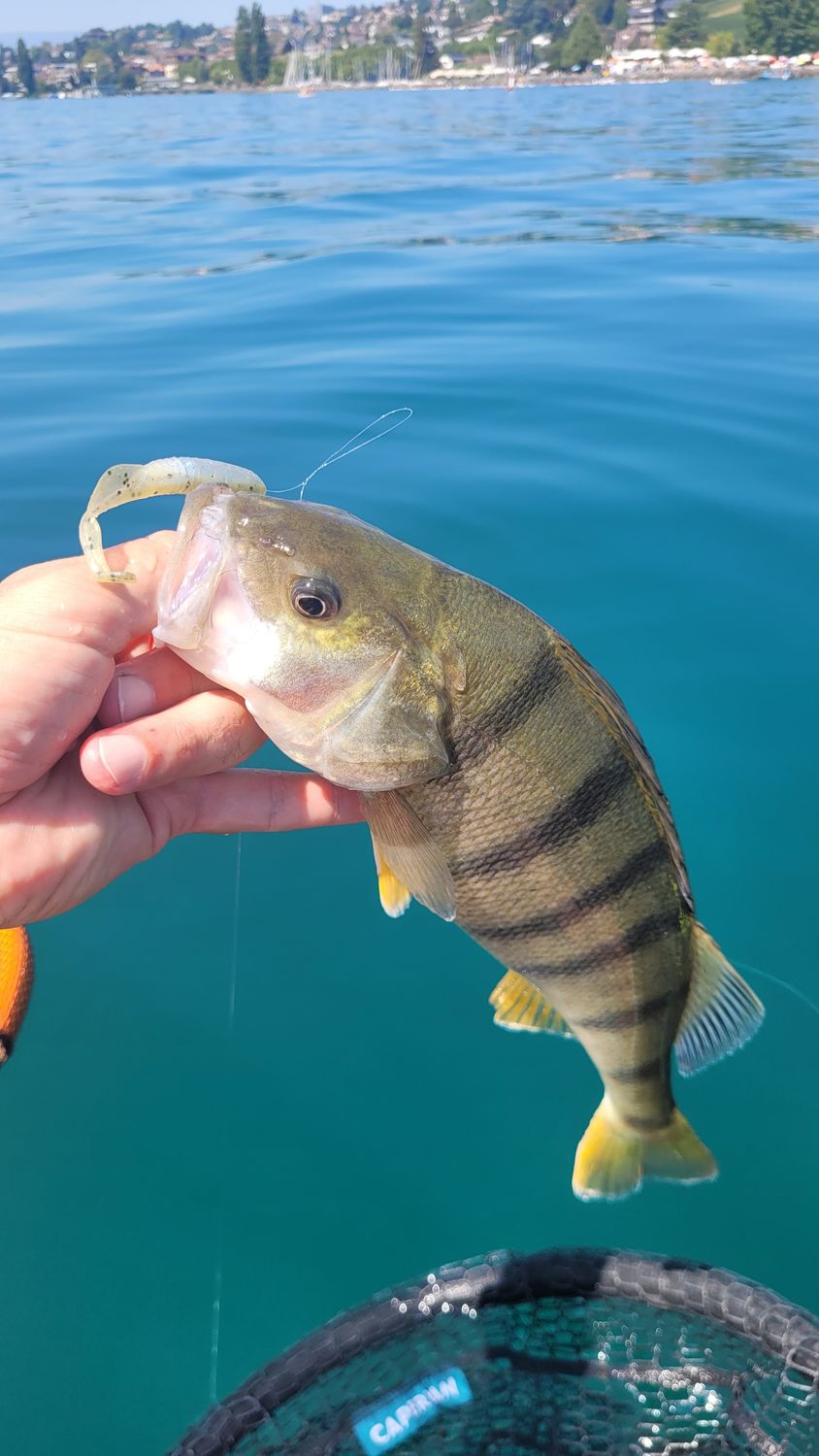 Dropned Shad 9cm - Pumpkin Neon
