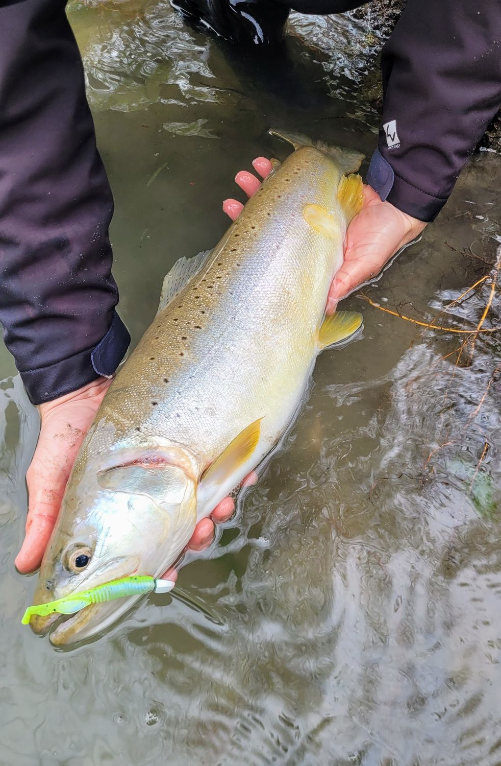 Dropned Shad 9cm - Crystal Chart