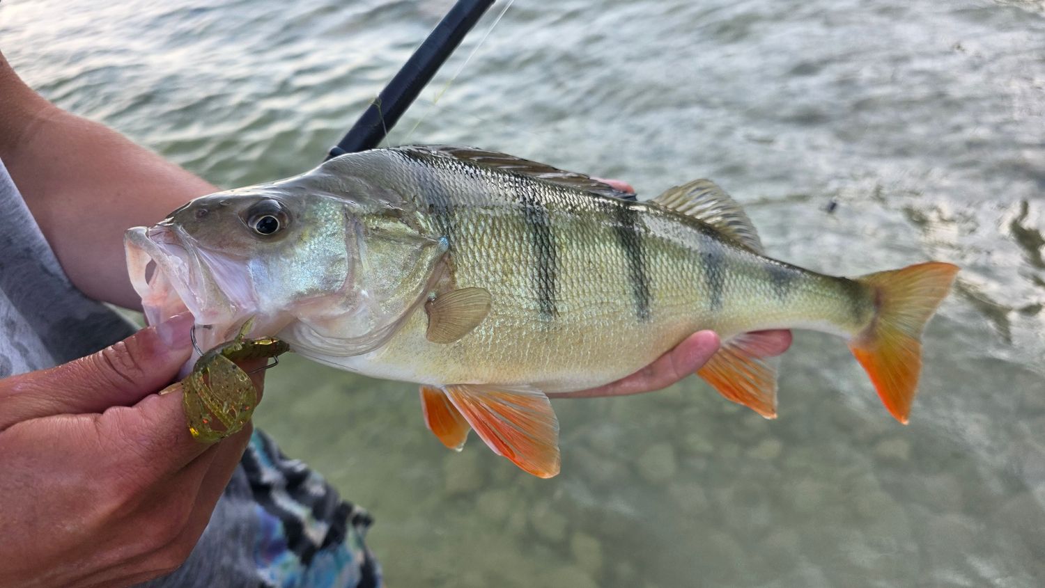 Flap Craw 6cm - Watermelon Red