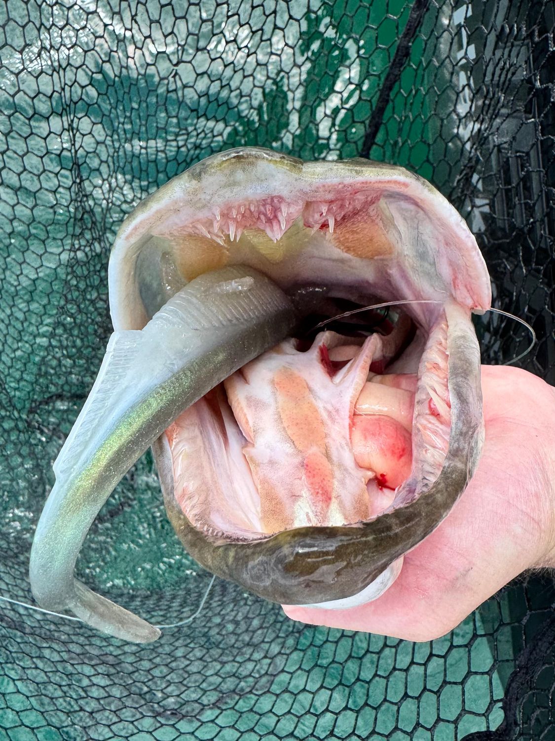 Eklips 27cm - Greenback Flash