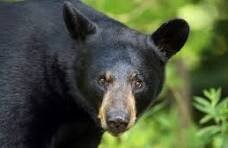 Black Bears I