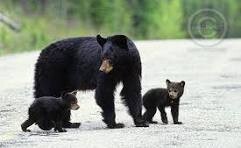 Black Bears III