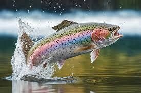 Fantastic Fish!