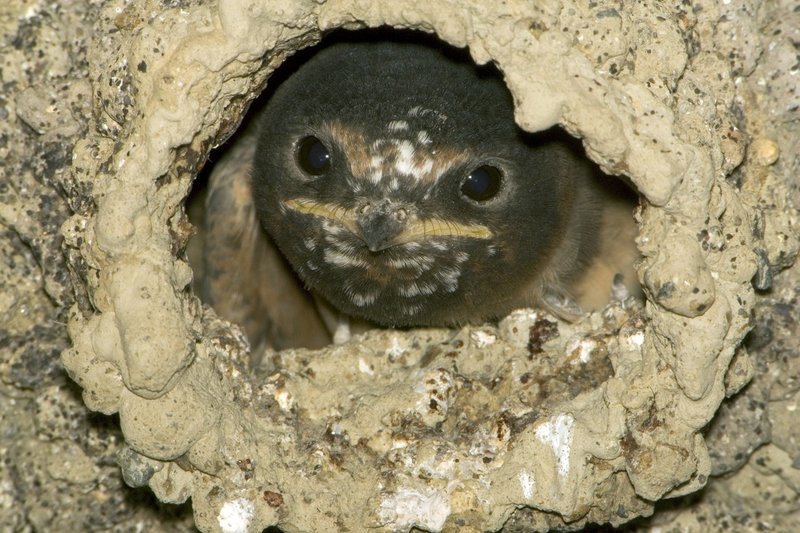 Hurray for Habitats