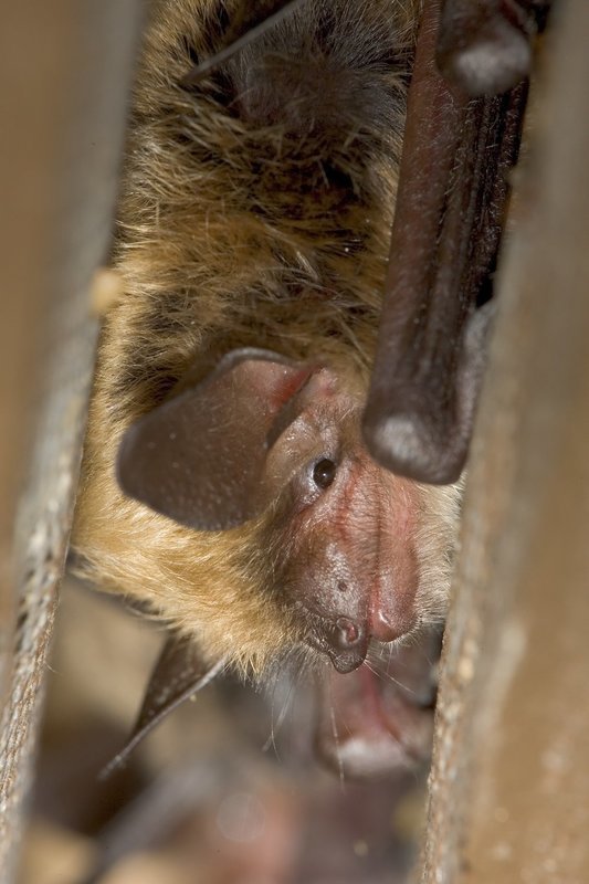 Beautiful Bats