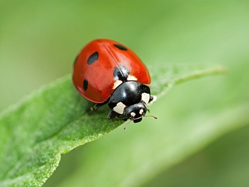 A Bug's Life