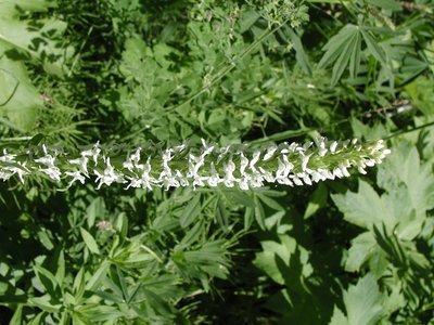 Wildflowers of Valentine Reserve I
