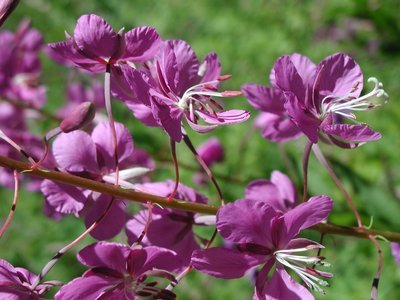 Wildflowers of Valentine Reserve II