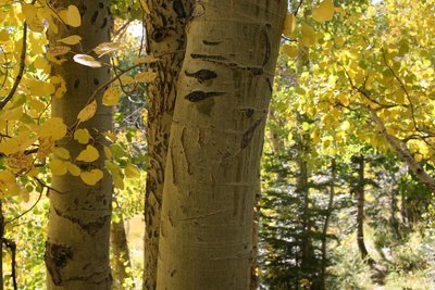 Sundays at the Valentine Reserve I