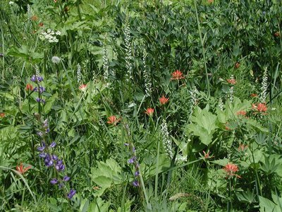 Sundays at the Valentine Reserve II