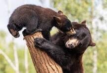 Black Bears II